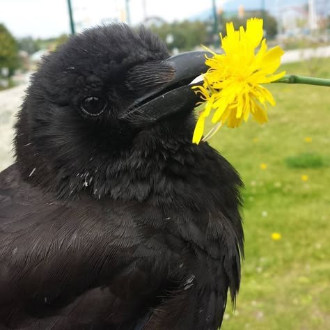 Crow Pfp, Cute Crow, Crow Pictures, Jackdaw, Crows Ravens, Pretty Animals, Silly Animals, Cute Creatures, Crows