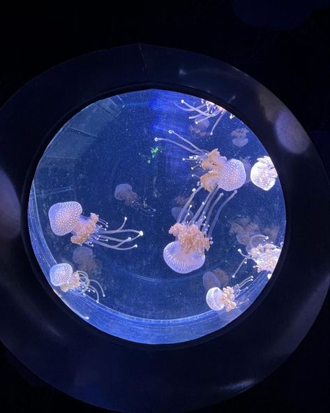 Self Sustaining, Alien Stage, Jellyfish, Swimming, Water, Animals, Instagram