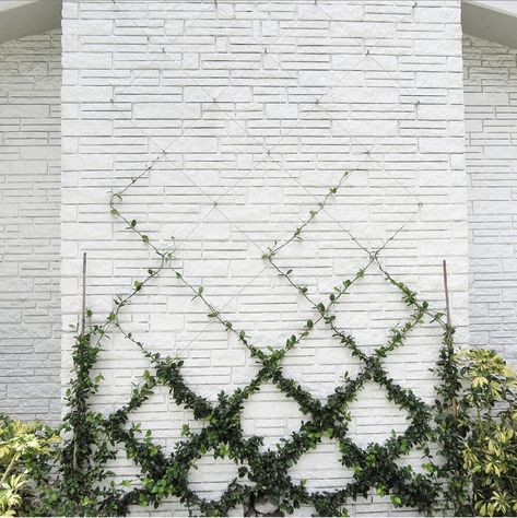 Jasmine On Trellis, Star Jasmine Trellis, Belgian Fence, Wire Trellis, Wall Trellis, Jasmine Plant, Diamond Trellis, Star Jasmine, Home Landscaping