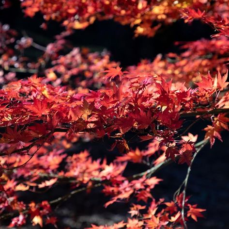 Absolutely love seeing these red maple leaves. If only we can see this colour all year round!⠀ .⠀ .⠀ #canonaustralia @canonaustralia⠀ .⠀ .⠀… Red Rocket Maple Tree, Sunset Maple Tree, Sun Valley Red Maple Tree, Red Sunset Maple, Autumn Fantasy Maple Tree, Red Maple, Maple Tree, New South Wales, Maple Leaf