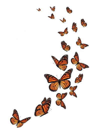 Monarch Butterflies Art, Butterfly Flying, Butterfly Cutout, Butterfly Background, Typography Alphabet, Butterfly Photos, Butterflies Flying, Butterfly Pictures, Butterfly Drawing