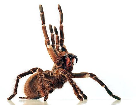 Dangerous Spiders, Spider Fact, Pet Tarantula, Spider Species, Pet Spider, Fox And Rabbit, Creepy Crawlies, Insect Art, Arachnids