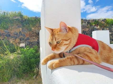 Add a little personal style to your cat's next accessory and make a harness yourself! We've got creative plans you can DIY today. Excited Cat, Kitten Harness, Cat Years, Cat Leash, Homemade Cat, Gorgeous Cats, Cat Harness, Cat Climbing, Diy Cat