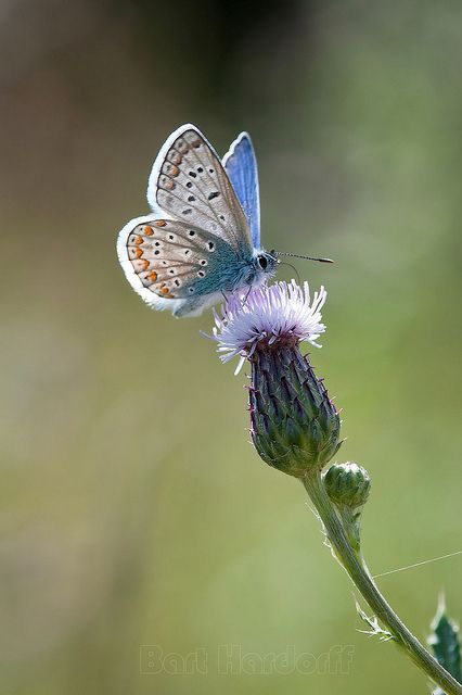 Common Blue Butterfly, Most Beautiful Butterfly, Beautiful Butterfly Pictures, Beautiful Butterfly Photography, 강아지 그림, Image Nature, Butterfly Photos, Beautiful Bugs, Butterfly Pictures