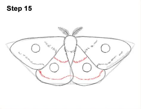 Draw an Emperor Moth 15 Moth Video, Cecropia Moth, Emperor Moth, Moth Drawing, Butterfly Sketch, Drawing Instructions, Moth Wings, Wings Drawing, New Drawing