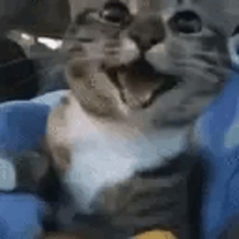 Happy Kitty, The C, Cat Gif, Animated Gif, Gif, Kitty, On Twitter, Twitter