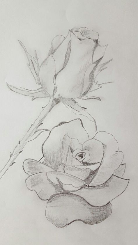 Rose Drawings Easy, Flower Art Drawing Sketches Simple, Realistic Rose Drawing, Cool Drawing Ideas, Pencil Drawings Of Flowers, Cool Drawing, Rose Sketch, Flower Drawing Tutorials, Flower Art Drawing