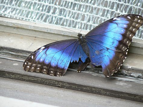 Broken Butterfly Wings, Butterfly With Broken Wing, Broken Butterfly, Butterfly Wing Tattoo, Cool Tattoos For Girls, Butterfly Garden Plants, Butterfly Flying, Flying Butterfly, Sensory System