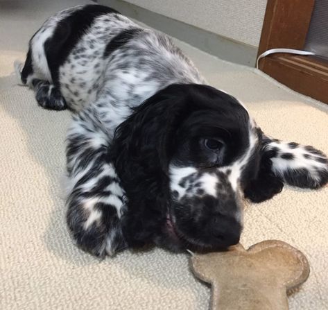 Cocker Spaniel Names, Blue Roan English Cocker Spaniel, English Cocker Spaniel Blue Roan, Working Cocker Spaniel Puppies, Cocker Spaniel Full Grown, Working English Cocker Spaniel, Blue Roan Cocker Spaniel, English Cocker Spaniel Puppies, Dog Name Ideas