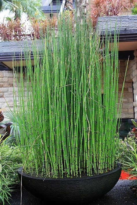 Attract good fortune and add a touch of nature to your home with these top Plants that Look like Lucky Bamboo! Snake Grass, Types Of Ferns, Snake In The Grass, Lucky Bamboo Plants, Lucky Plant, Growing Grass, Plant Care Houseplant, Green Magic, Garden Pest Control