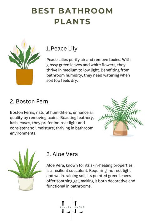 3 best bathroom plants - peace lily, boston fern and aloe vera Best Bathroom Plants, Peace Lily Plant, Fresh Vibes, Boston Fern, Aloe Plant, Bathroom Plants, Peace Lily, Plant Aesthetic, Apartment Garden