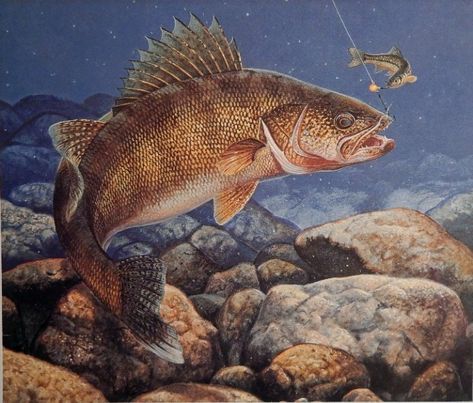 Mark Susinno  Color Illustration  Painting  Print art  stinger hooked walleye  vintage Magazine Art Regnul Animal, Fish Artwork, Fishing Photography, Brook Trout, Walleye Fishing, Fish Wall Art, Cross Paintings, Fish Painting, Fish Print