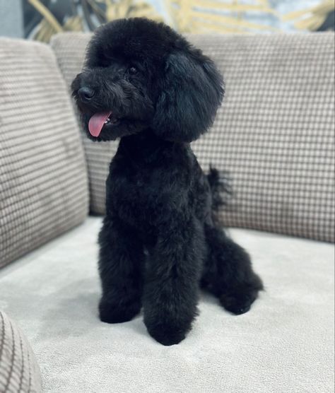 Mini Poodle Black, Poodle Haircuts, Poodle Haircut Styles, Poodle Black, Poodle Haircut, Mini Poodle, Poodle Cuts, Puppy Grooming, Puppy Cut