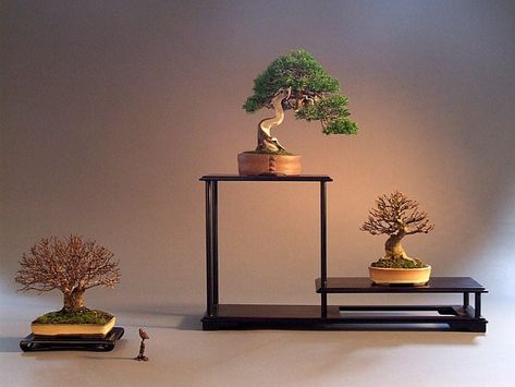 How to Use a Stand to Display Your Shohin Bonsai | Bonsai Tree Gardener Indoor Tree Plants, Bonsai Stand, Bonsai Indoor, Metal Ideas, Indoor Tree, Bonsai Tools, Chinese Decor, Indoor Trees, Bonsai Art