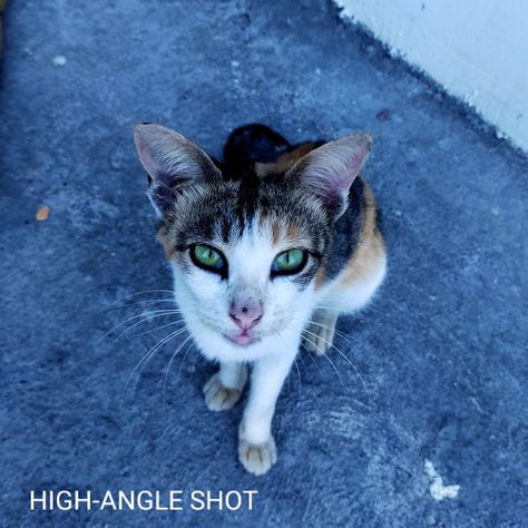 #photography #cat #highangleshot Cat Perspective Angles, Cat Head Photo, High Angle Shot Photography, High Angle Photography, Angle Poses, Angle Foto, Photography Cat, Head Angles, Cat Anatomy