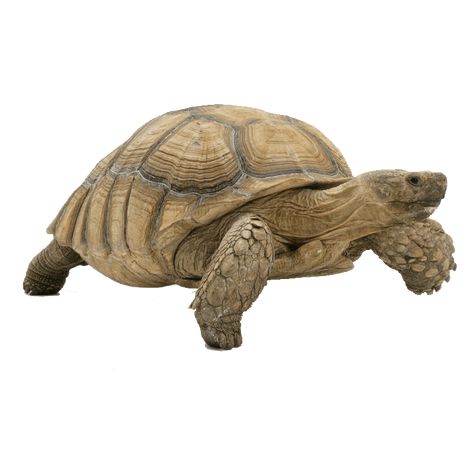 Gopher Tortoise, Photo Clipart, Photo Images, Your Design, Hd Photos, Png Image, Tortoise, Png Images, Design Projects