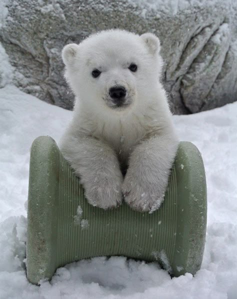 Polar Bear Drawing, Polar Bear Images, Snow Bear, Baby Polar Bears, Bear Images, Beautiful Snow, Cute Polar Bear, Ice Bear, Bear Cute