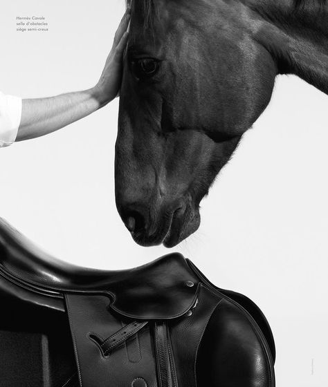 Hermes Master Selles 2016 Photographer: Thomas Lohr Photographer Thomas Lohr for Hermes Master Selles 2016 Ad Campaign Horse Photography Art, Equestrian Aesthetic, Equine Portraits, Equestrian Chic, Horse Inspiration, Horse Fashion, Horse Aesthetic, All The Pretty Horses, Equestrian Life