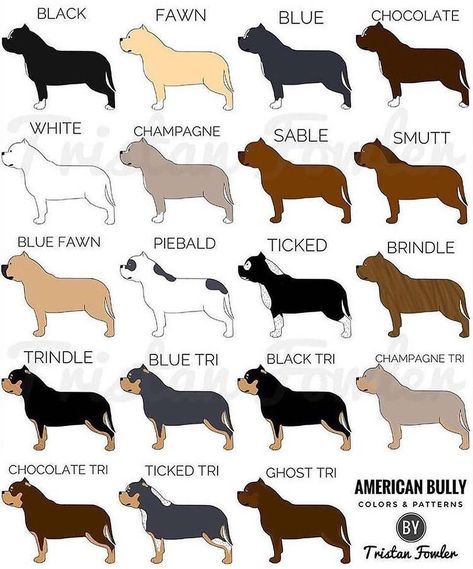 Bully Fans on Instagram: “The American Bully color varieties. #bullterrier #americanbully #apbt #englishbulldog #shortybull #canecorso #bullterrier…�” Pitbull Colors, Exotic Bully, American Bully Kennels, American Bully Pitbull, American Bully Pocket, British Bull Terrier, Bully Xl, Bully Pitbull, American Bullies