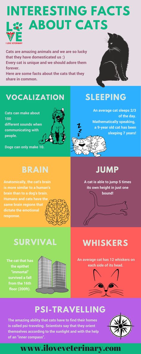 Cats Infographic, Fun Facts About Cats, Cat Infographic, Cats Facts, Ideas For Cats, Facts About Cats, Cat Brain, Vet Medicine, Cat Language