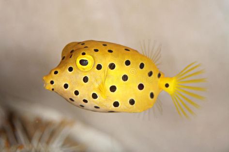 Sea Creatures Photos, Box Fish Tattoo, Boxfish Drawing, Boxfish Tattoo, Fish Reference Photo, Underwater Mural, Pineapple Fish, Fish Sides, Animal Close Up