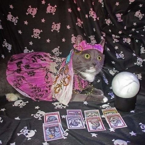 Tarot Significado, Costume Contest, My Mom, Cat Memes, Tarot Cards, Funny Images, Animals And Pets, Funny Pictures, Playing Cards