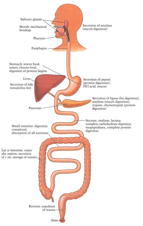 Digestion Diagram, Body Organs Diagram, Digestive System Diagram, Human Anatomy Picture, Human Anatomy Chart, Digestive System Anatomy, Excretory System, Human Digestive System, Sistem Pencernaan