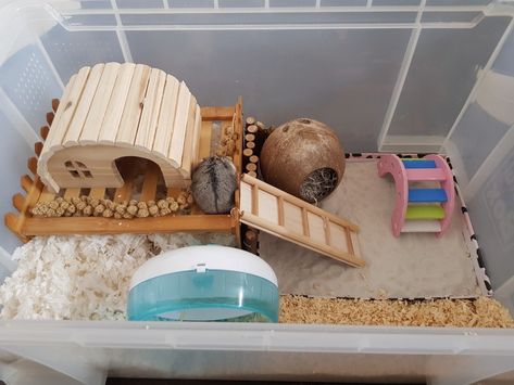 . Hamster Sand Bath Diy, Hamster Set Up Ideas, Hamster Cage Set Up, Hamster Bin Cage Set Up, Teddy Bear Hamster Cage Ideas, Bin Hamster Cage, Hamster Set Up, Bin Cages For Hamsters, Hamster Cage Ideas Diy Bin