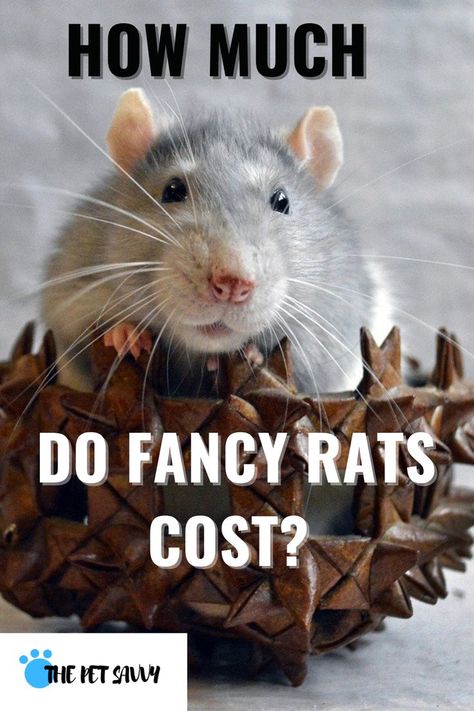 Fancy Rats Pets, Fancy Rats, Rat Care, Rat Cage, Fancy Rat, Pocket Pet, A Rat, Food Accessories, Pet Rats