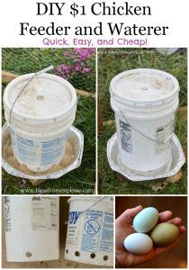 DIY Chicken Water and Feeder From 5-Gallon Buckets Diy Chicken Water, Chicken Waterer Diy, Chicken Feeder Diy, Chicken Waterer, Chicken Coup, Chicken Feeders, Best Chicken Coop, Coops Diy, Chicken Feeder