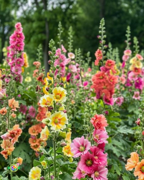 Hollyhocks: How to Plant, Grow, and Care for Maximum Blooms Double Hollyhocks Flowers, Ohio Native Flowers, Double Hollyhocks, Hollyhocks Garden, Front Yard Cottage Garden, Hollyhock Garden, Hollyhock Flowers, Growing Hollyhocks, Holly Hocks