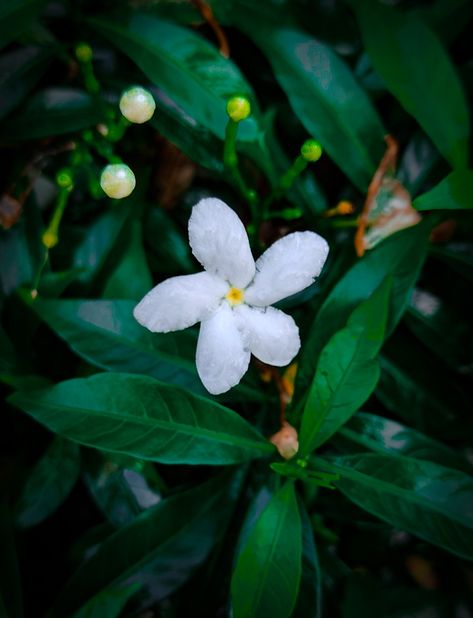 Bright milky white flower with waxy petals. It is called as Togor Ful(টগর ফুল) in Bangladesh. Scientific name of the flower is Tabernaemontana divaricata. Togor belongs to the plant family Apocynaceae. It is widely known as Wax flower.



Togor(টগ��র ফুল) is having several variations, I have already posted those photos before. You can check the Wild Togor(জংলী টগর ফুল), and Kath Maloti(কাঠ মালতি ফুল) for more details. Cause all the properties are exactly similar, except the outlook of the flower. Tabernaemontana Divaricata, Wax Flower, Scientific Name, Wax Flowers, Milky White, The Plant, White Flower, The Wild, White Flowers