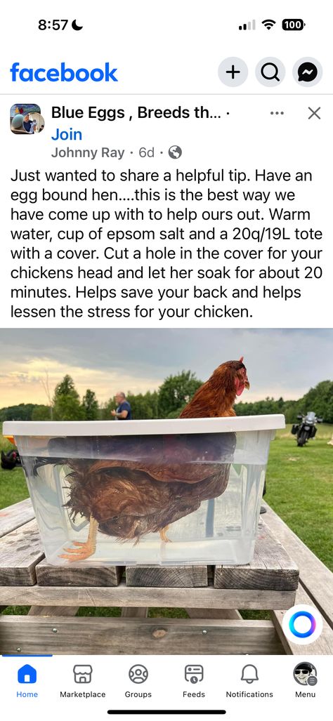 Backyard Chicken Farming, Chicken Health, Homestead Farm, Chicken Run, Raising Backyard Chickens, Chicken Garden, Farm Lifestyle, Blue Eggs, Chicken Coop Plans