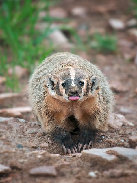 American badger (Taxidea taxus) American Badger, Crane Photography, North American Animals, Pink Tongue, Different Types Of Animals, American Animals, Nocturnal Animals, Extinct Animals, Wildlife Artists