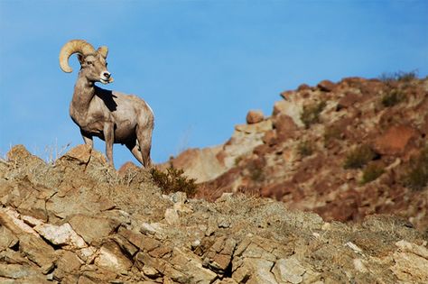 Borrego Cimarron, Ensenada, Mèxico Borrego Cimarron, Sheep Pictures, Kangaroo Rat, Ensenada Baja California, Desert Tortoise, Big Horn Sheep, Bighorn Sheep, Desert Animals, Desert Life