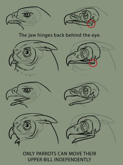 Eclectic aesthetic — xenozombiemorph: supaslim: because it is the... Bird Anatomy, Concept Art Landscape, Animal Study, Art Disney, Anatomy Drawing, Anatomy Reference, Animal Sketches, Bird Drawings, Anatomy Art