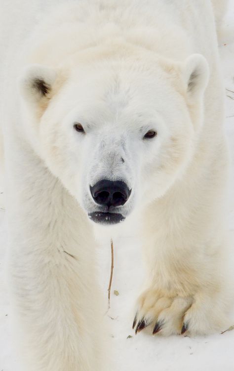 Ranua Arctic Zoo - Ranua, Finland  This beautiful wildlife park is home to Finland’s only two polar bears. Ranua Finland, Beautiful Wildlife, National Animal, Wildlife Park, Polar Bears, Movie Photo, Polar Bear, Finland, Bears