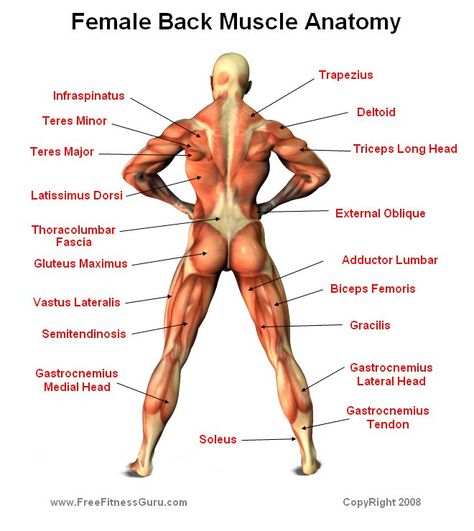 Female Back Anatomy Female Back Muscles, Muscle Diagram, Muscular Female, Back Muscle, Lower Back Muscles, Yoga Anatomy, Human Body Anatomy, Muscular System, Muscle Anatomy