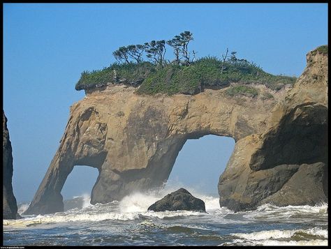 Elephant Rock - Quinault Indian Reservation - Washington - Love the name - I can totally see it! Elephant Rock, Washington Travel, Wa State, Indian Reservation, Evergreen State, Pacific Nw, Oregon Washington, Olympic Peninsula, Pacific Coast