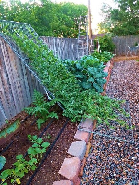 Vertical Watermelon, Verticle Vegetable Garden, Cucumber Trellis Diy, Vertical Vegetable Gardens, Vertical Vegetable Garden, Vegetable Garden Diy, Veg Garden, Organic Gardening Tips, Food Garden