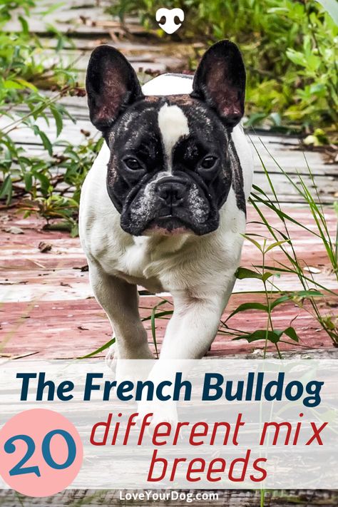 French Bulldog Mixed Breed, Frenchton Full Grown, Frenchton Dog, White French Bulldog Puppies, French Bulldog Mix, Designer Dogs Breeds, Hypoallergenic Dog Breed, White French Bulldogs, Danger Noodles