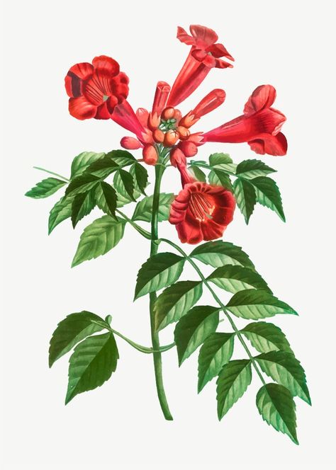 Red trumpet vine | Free Vector #Freepik #freevector #flower #vintage #floral #leaf Myrtle Flower, Honeysuckle Plant, Trumpet Vine, Nature Posters, Botanical Poster, Plant Illustration, Rock Design, Digital Flowers, Botanical Flowers