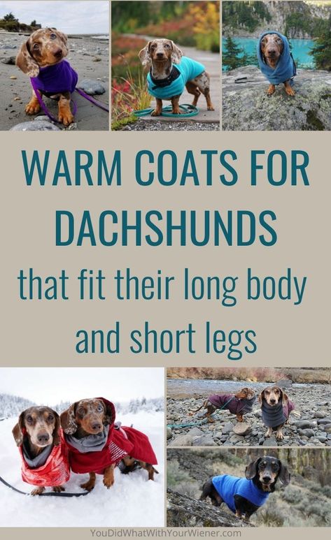 I take my miniature Dachshunds out for walks and hikes in all weather conditions. Winter can be uncomfortable if they don't stay warm enough. We've put many dog coats to the trail test and these are the ones that fit my Dachshund's long body. Dachshund Coat Pattern Free, Dachshund Dog Clothes Sewing Patterns, Dachshund Clothes Pattern, Mini Dachshund Clothes, Dachshund Dog Sweaters, Dachshund Coat, Dog Jacket Patterns, Dachshund Facts, Mom Is The Best