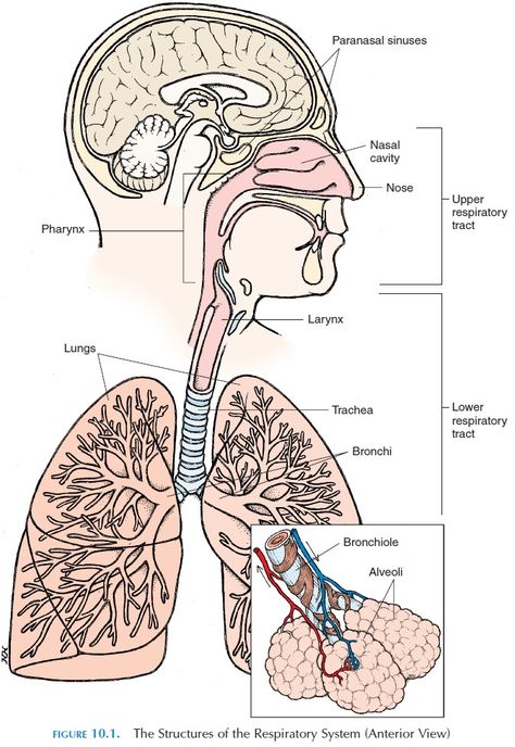 Organs Of The Respiratory System, Anatomy Of Respiratory System, Respiratory Diagram, Human Respiratory System Drawing, Human Respiratory System Diagram, Respiratory System Drawing, Anatomy Respiratory System, Respiratory System Notes, Respiratory System Diagram