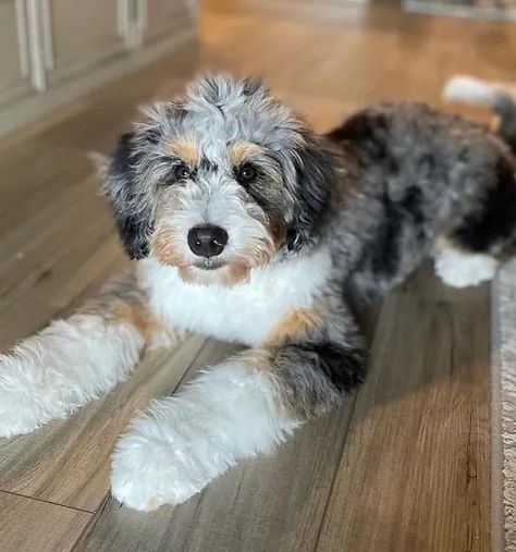 Why a Bernedoodle | Oak Knoll Doodles Micro Bernedoodle Full Grown, Merle Bernedoodle Full Grown, Bernedoodle Full Grown, Bougie Dog, Merle Bernedoodle, Oak Knoll, High Intelligence, Mini Bernedoodle, Bernedoodle Puppy