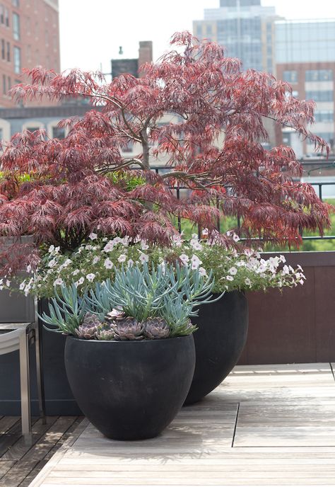 Japanese maple container planting Japanese Maple Potted, Japanese Maple Tree In Container Pots, Japanese Maple Container Garden, Japanese Maple Container, Japanese Maple In Container Pots, Japanese Maples In Pots, Japanese Maple Garden Ideas, Potted Japanese Maple Tree, Planters On Deck