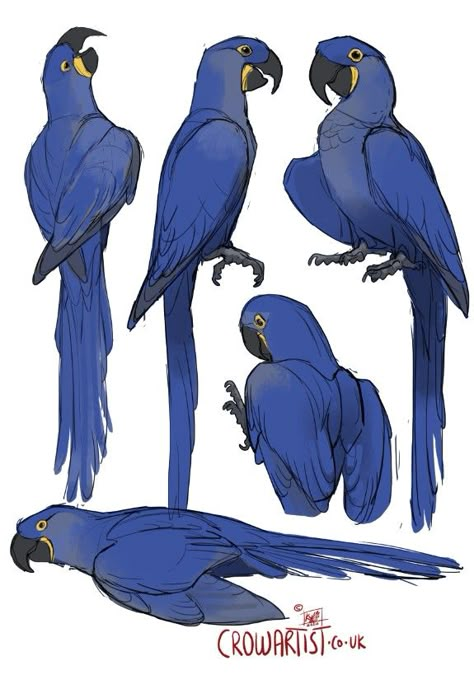 Parrot Drawing, Animal Drawing, Animal Sketches, Creature Concept Art, Bird Drawings, Cute Birds, 영감을 주는 캐릭터, Cute Animal Drawings, Art Tutorials Drawing