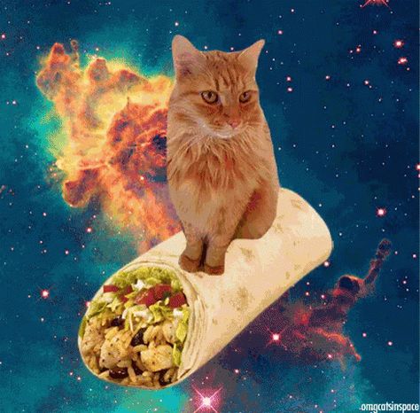 Space Burrito GIF - MexicanFood Burrito Cat - Discover & Share GIFs Breakfast Snap, Gnarp Gnarp, Cats In Space, Taco Cat, Hipster Cat, Galaxy Cat, Breakfast Burrito, Silly Cats Pictures, Space Cat