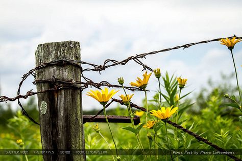 Barbed Wire Fence, Ranches Living, Easy Fence, Abandoned Farm, Country Fences, Fence Planters, Black Fence, Small Fence, Rustic Fence