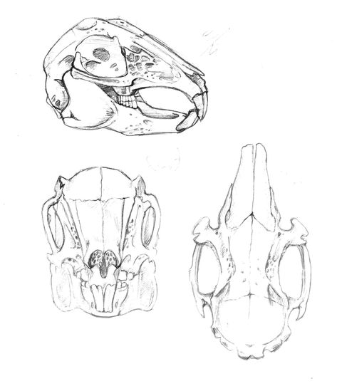 Rabbit Skull Drawing, Animal Skull Drawing, Rabbit Skeleton, Bunny Skull, Rabbit Skull, Bone Drawing, Hare Animal, Skull Reference, Skull Sketch